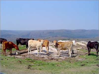 Guartela - Vacas